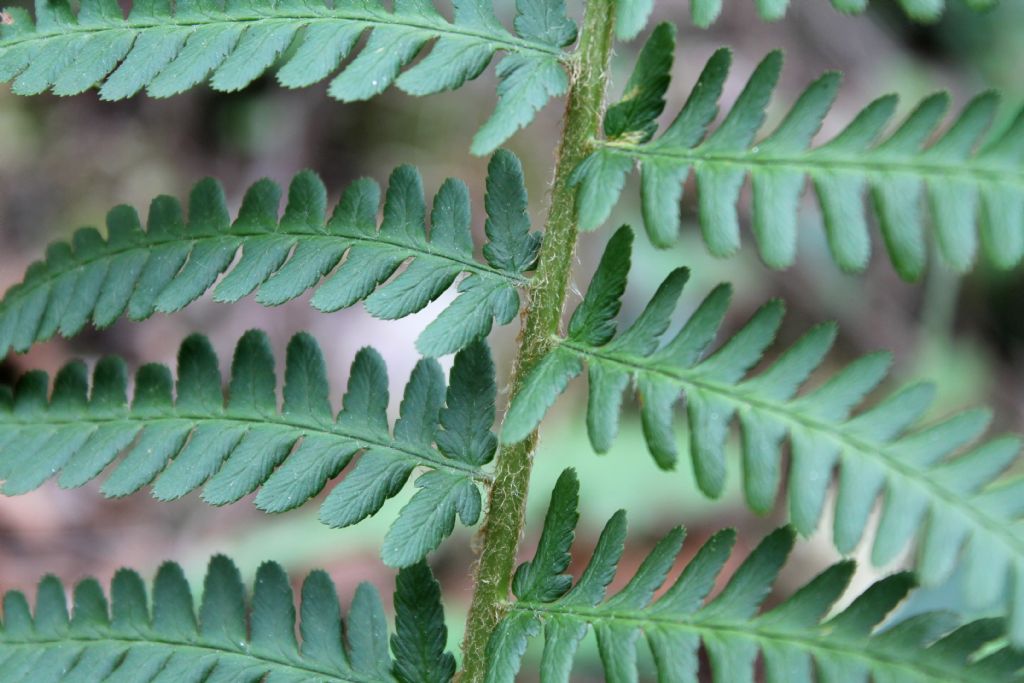 Dryopteris affinis o Dryopteris filix-mas?